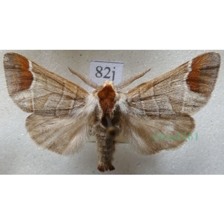 Clostera curtula (Linnaeus, 1758) male Wzjeżka łozówka Czech82j